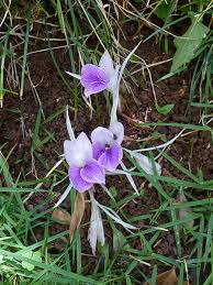 Image result for Kaempferia