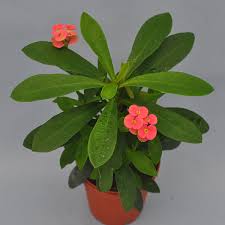 Image result for Euphorbia unicornis