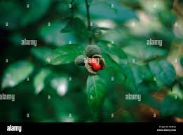 Image result for Dichapetalum madagascariense