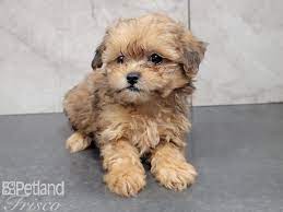 10 places to find shih tzu puppies for sale. Shih Poo Puppies Petland Frisco Tx