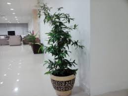 Tanaman hias bunga indoor dan outdoor. Aneka Jenis Tanaman Hias Daun Untuk Indoor Dan Outdoor Bibit Online
