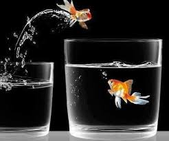 Goldfish Jumping Out If Glass Into A Glass With Another Goldfish Goldfish Love Wallpaper Color Splash