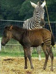 Zorse Of Course Zorse All Horse Breeds Rare Animals