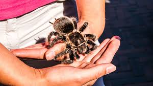 Image result for Tarantula Bite