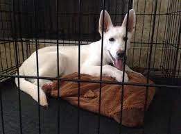 All of the puppies in this litter are sold! American White German Shepherd Puppy For Sale 3 Months Old For Sale In Katy Texas Classified Americanlisted Com