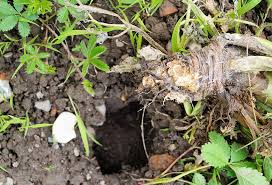 So ist der garten bei vielen käufern bereits nach einigen tagen von wühlmäusen befreit. Wuhlmause Vertreiben Methoden Und Tipps Waschbar Magazin