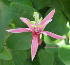 Image result for Passiflora sanguinolenta