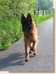 langhaar ohnala altdeutscher schaferhund deutscher schaferhund welpen hunde
