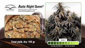 Auto Night Queen Dutch Passion Time Lapse Of Growing Cannabis Plant Youtube