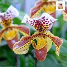 Pin On Floriculture