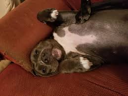 Does your dog like having his tummy rubbed? She Likes Morning Belly Rubs Pitbulls