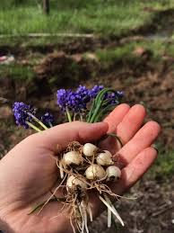 muscari armeniacum uzum sumbulu ozellikleri bakimi ve uretimi bahce ve peyzaj dergisi sifali bitki bahcesi bi tki bitki askisi