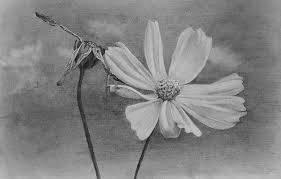 Maybe you would like to learn more about one of these? How To Draw Cosmos Flowers