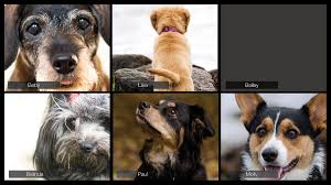 Check spelling or type a new query. Canine Therapy During Covid 19 A Virtual Wag A Window Kiss Wfla