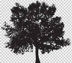 Silhouette Tree Png Black And White Branch Clip Art Clipart Monochrome Tree Silhouette Black And White Tree Png