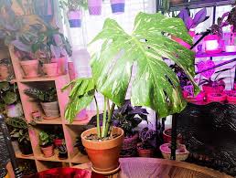 Compared to other varieties of monstera, the monstera thai constellation is less drought tolerant and has a slower growth rate. Monstera Thai Constellation 1 Care Guide For Beginners