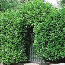 Sichtschutz Die 12 Besten Heckenpflanzen Kirschlorbeer Hecke Heckenpflanzen Pflanzen