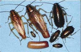 To view this video please enable javascript, and consider upgrading to a web browser that. å®¶è£¡å¾ˆå¤šå¾·åœ‹å°è Šæ€Žéº¼è¾¦ æ¯æ—¥é ­æ¢