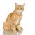 Orange And White Cat