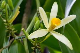 Image result for Vanilla polylepis