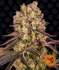 Is runtz a real strain? Runtz Muffin Cannabis Seeds Barneys Farm