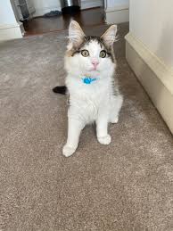 Julia Levan (@JuliaLevan)