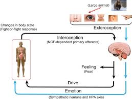 Lynne fruchtman, lynn fruchtman, lynne n. Ngf Dependent Neurons And Neurobiology Of Emotions And Feelings Lessons From Congenital Insensitivity To Pain With Anhidrosis Sciencedirect