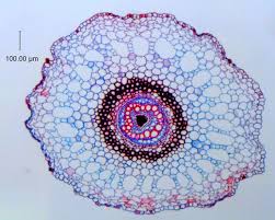 Image result for Marsileaceae