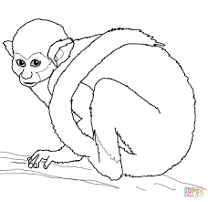 coloriage singes ecureuil coloriages a imprimer gratuits de batterie cuisine