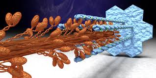 Sarcomere Myofilaments 3d Computer Graphics Computer Graphics Graphic