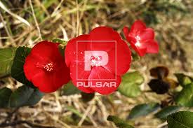 Image result for Turneraceae