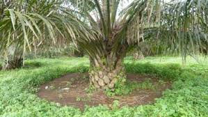 Sama halnya dengan menanamkan bibit tanaman lain, penanaman bibit kelapa sawit kedalam baby bag melewati beberapa langkah berikut Teknik Penanaman Kelapa Sawit