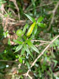 Image result for Alyxia ruscifolia