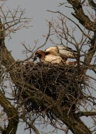 Different Types Of Birds With Their Nests Coffee Lovin Mom Walking Geema Hawk In The Nest Birds Of Prey Small Birds Big Bird