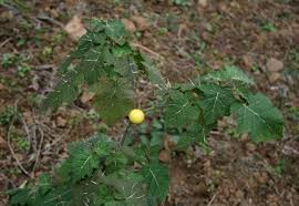 Image result for Solanum viarum