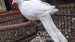 Jenis burung yang satu ini memiliki ekor panjang dengan suara yang dikenal cukup menarik. Inilah Mitos Memelihara Burung Puter Putih Kabar Jombang