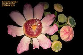 Image result for Lecythidaceae