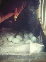 Check spelling or type a new query. Jual Telur Ayam Birma Original Warna Hijau Di Lapak Hadi Semarang Bukalapak