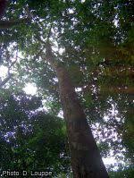 Image result for Pycnanthus