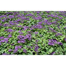 Image result for Heliotropium lineare