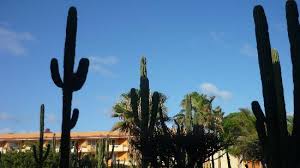 Se puede pagar los servicios por tarjetas de tipo american express, visa, mastercard, discover. I Cactus Dell Hotel Picture Of Posada Real Los Cabos San Jose Del Cabo Tripadvisor