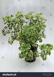 Image result for Polyscias fruticosa