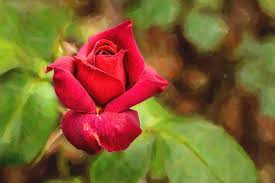 Wherever you plant it, it's sure to be a striking addition to any sunny portion of your. 23 2019 3 Digital Painting Hot Cocoa Rose Photograph By M K Miller