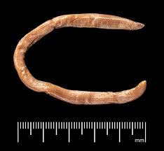 Image result for Aneilema petersii