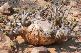 Image result for Cyphostemma saxicola