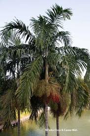 Image result for Pteronia acuminata