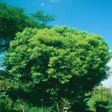 Image result for Vepris