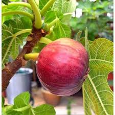 Jenis buah tinnya adalah tin ara figs yellow ksa.perbanyakan. 10 Jenis Buah Tin Varietas Unggulan Dari Berbagai Negara