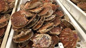 Une coquille savoureuse qui met de l'avant toute la saveur des. Ouverture De La Peche A La Coquille Saint Jacques Tout Le Monde L Attend Avec Impatience Dans La Manche