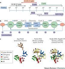 How Dna Polymerases Catalyse Replication And Repair With Contrasting Fidelity Nature Reviews Chemistry